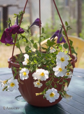 Кашпо Алиция подвесное D220 мм с поддоном Подвесные кашпо